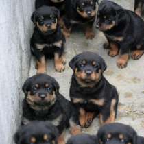 Ротвейлер Волгоград, в Волгограде