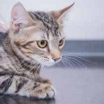 Застенчивый Матвей ищет семью, в Москве