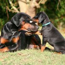 Доберман Абакан, в Абакане