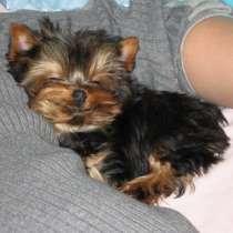 Йоркширский терьер Псков, в Пскове