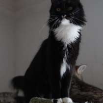 Черно-белая красавица кошка Стэффи в добрые руки, в г.Москва