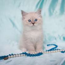 Сибирский котёнок Кокосик, в Москве