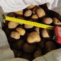 Картофель со своего участка, в Мичуринске