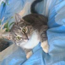 Отдам даром Очаровательный серый котенок, в Москве