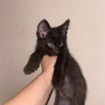 Отдам котят в добрые руки❤️, в Новороссийске