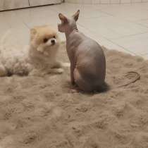 Померанский шпиц, в Уфе