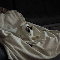 Кошка в хорошие руки, в Красноярске