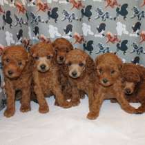 Щенки красного той-пуделя, в Москве