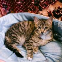 Отдам даром Лелик и Болик отдаются в добрые руки, в Санкт-Петербурге