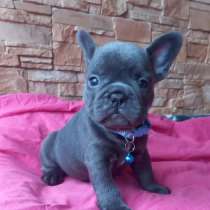 Щеночки Французского Бульдога, в Казани