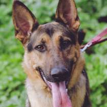 Шикарный метис ВЕО Рекс ищет семью!, в Москве