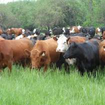 Коровы бычки телята Иваново, в Иванове