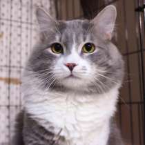 Стойкий Энзо ищет друга, в Москве