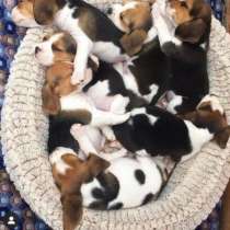 Щенки бигля 2.5мес, мальчики и девочки, в Ростове-на-Дону