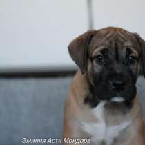 Продаются щенки ка де бо, в Санкт-Петербурге