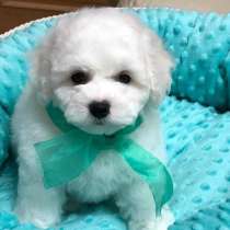 Бишон фризе Вологда, в Вологде