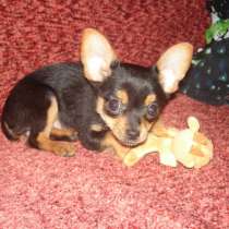 Той терьер Иркутск, в Иркутске