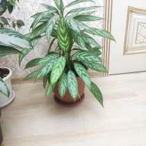 Цветок в горшке, в Грозном