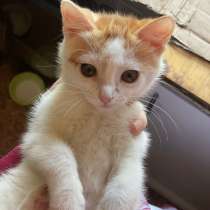 Курильский бобтейл в добрые руки, в Твери