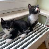 Котята, в Москве