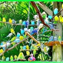 Волнистые попугаи опт розница, др виды, в Москве