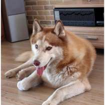 Пропала собака, в Старом Осколе