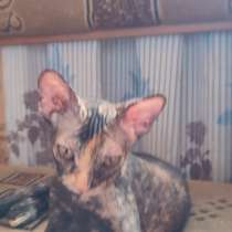 Продам котят Донского сфинкса, в г.Луганск