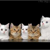 Британские котята, в Москве