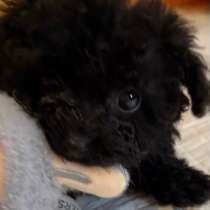 Мальтипу девочка мини черная, в Москве