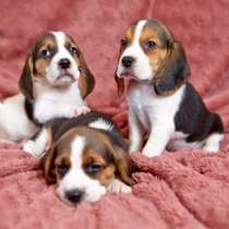 Бигль Новокузнецке, в Новокузнецке