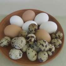 Домашнее яйцо, в Химках