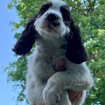 Продаются щенки русского охотничьего спаниеля, в Москве