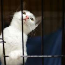 Нежная Мэрри ищет любящего друга, в Москве