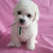 Бишон фризе Нижний Новгород, в Нижнем Новгороде