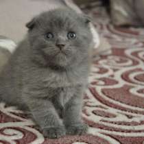 СРОЧНО куплю котёнка скотиш ФОЛД (БИШКЕК), в г.Бишкек