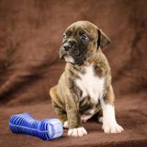 For Sale American Staffordshire Terrier puppy UKU, в г.Киев