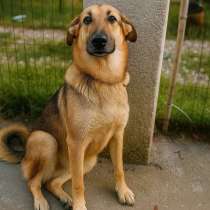 Малышка - метис немецкой овчарки в добрые руки, в г.Москва