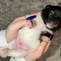 Щенки шпица, в Костроме