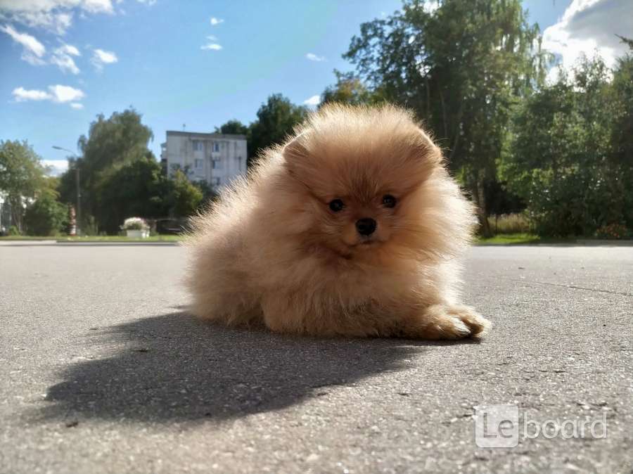 Купить Шпица В Нижнем Новгороде В Питомнике