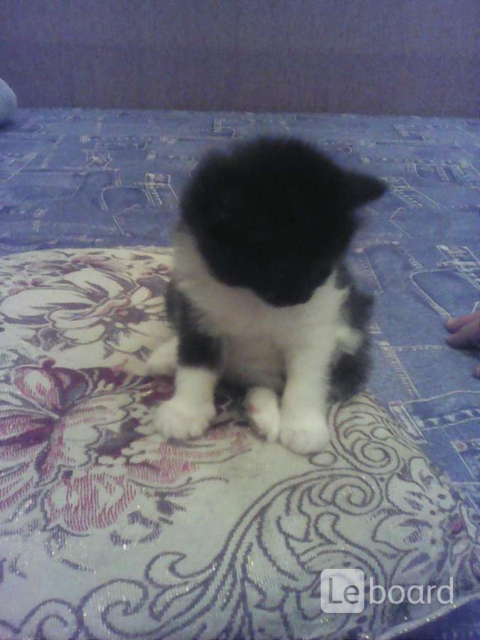 котенок британец ценав липецк. кошки в добрые руки липецк. котята в добрые руки калуга. котята в липецке. кошки в добрые руки липецк.