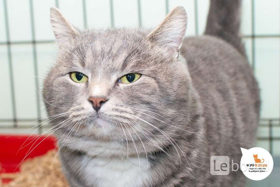грей кот домашний. фенотип британской кошки. котики грей. котики грей. кошонка.