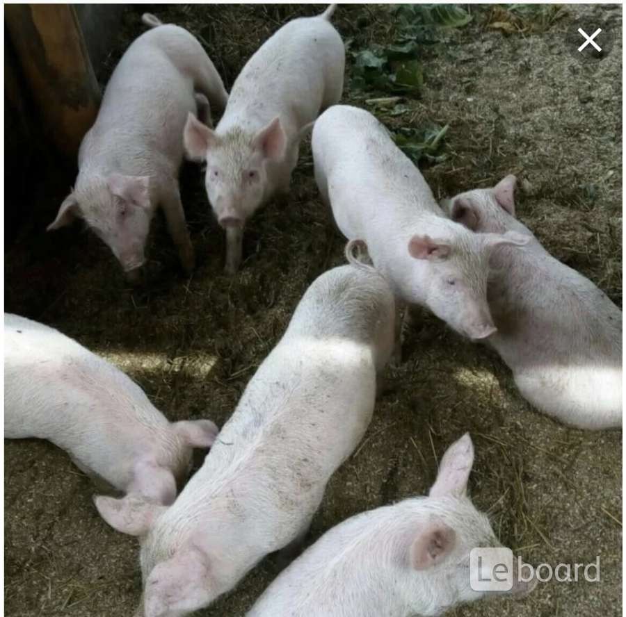Продам свиней дешево