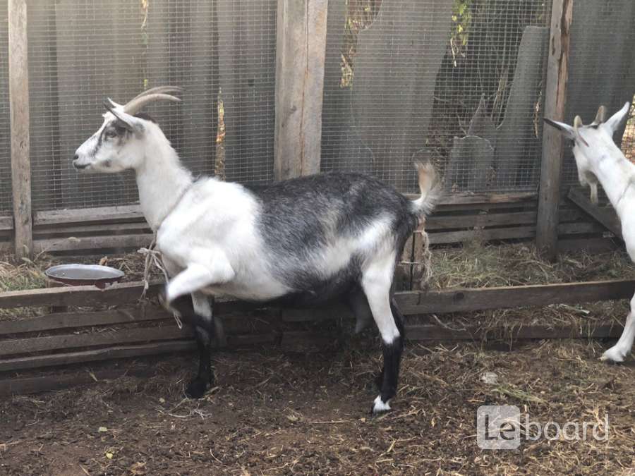 Купить Козу Хабаровский Край