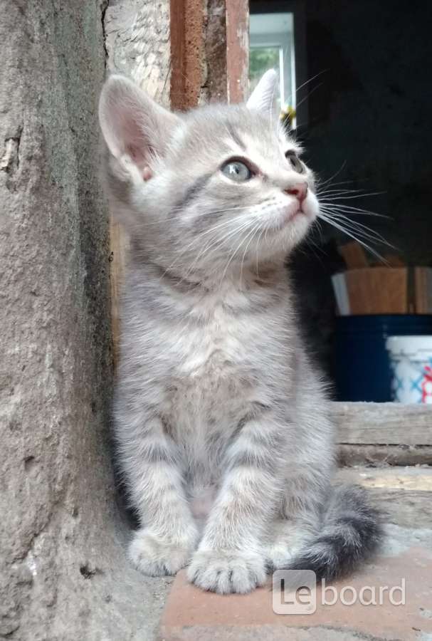 полевской даром котята. объявления липецк котята.