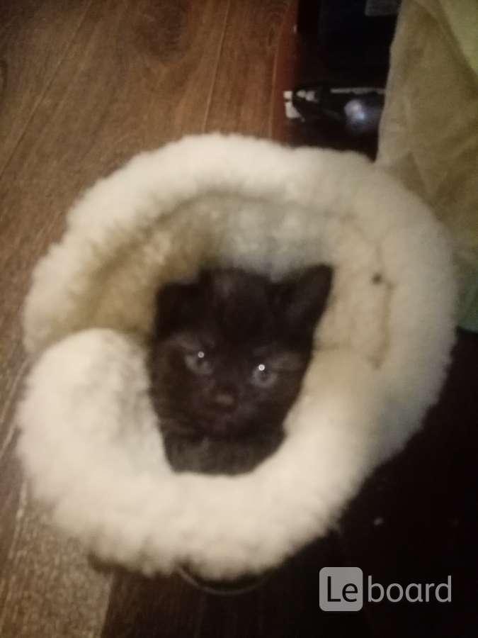 котята в липецке