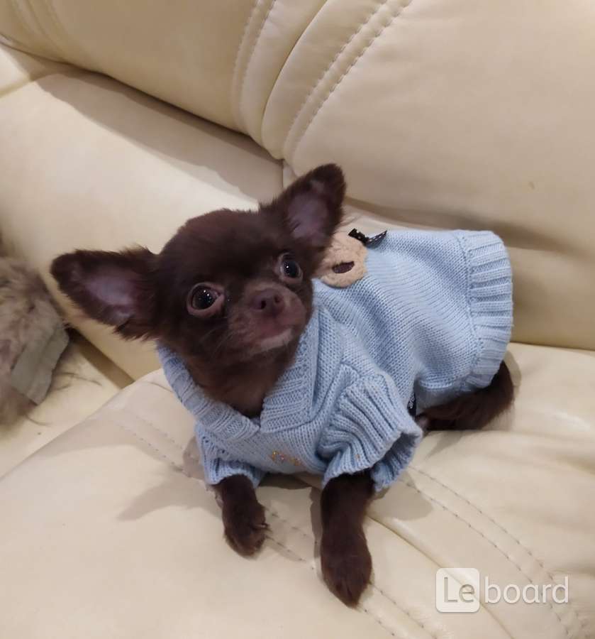 Чихуахуа в 6 месяцев. Чихуахуа в шесть месяцев. Чихуахуа в 6 месяцев. Чихуа 5 мес. Чихуа 4 месяца.