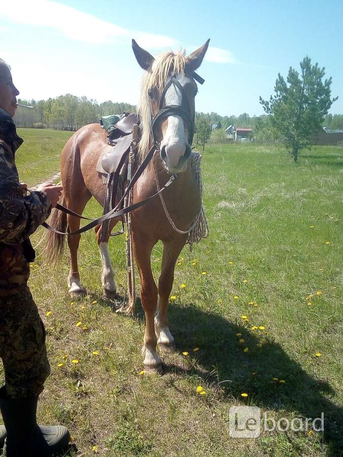 Купить Лошадь В Гомельской Области